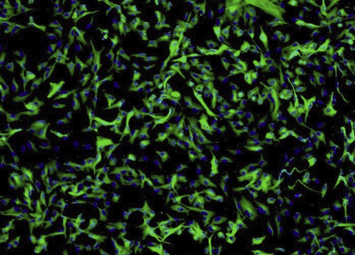 大鼠肝动脉内皮细胞(原代细胞)
