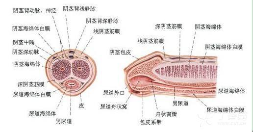 阴痉发痒图片