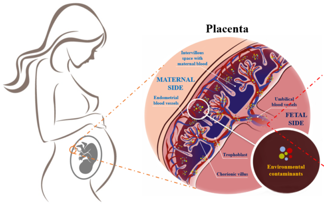 表观遗传学饮食:防止环境污染的屏障