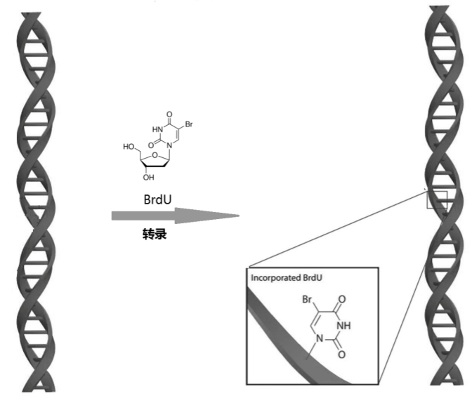 EdU系列荧光检测产品