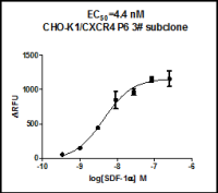CXCR4 (GPCR, Stable cell line, 稳定细胞株)