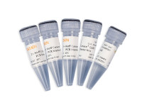 高保真酶预混液2×Hieff Canace® Gold PCR Master Mix [可申请试用]