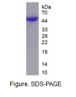 昼夜节律蛋白1(PER1)重组蛋白