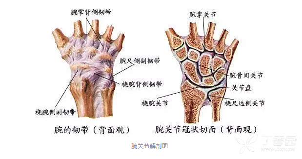 腕关节脱位及x线阅片技巧 看这里 影像医学和核医学讨论版 丁香园论坛