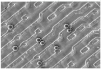 Thermo Scientific™ SURF-CAL™ Particle Size Standards