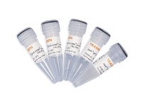 实时定量PCR扩增预混液 Hieff qPCR SYBR® Green Master Mix