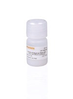 蛋白A琼脂糖快速纯化树脂(rProtein A Agarose Resin 4FF)