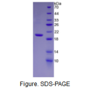 肝素酶(HPSE)活性蛋白