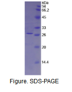 组织因子通道抑制因子2(TFPI2)活性蛋白