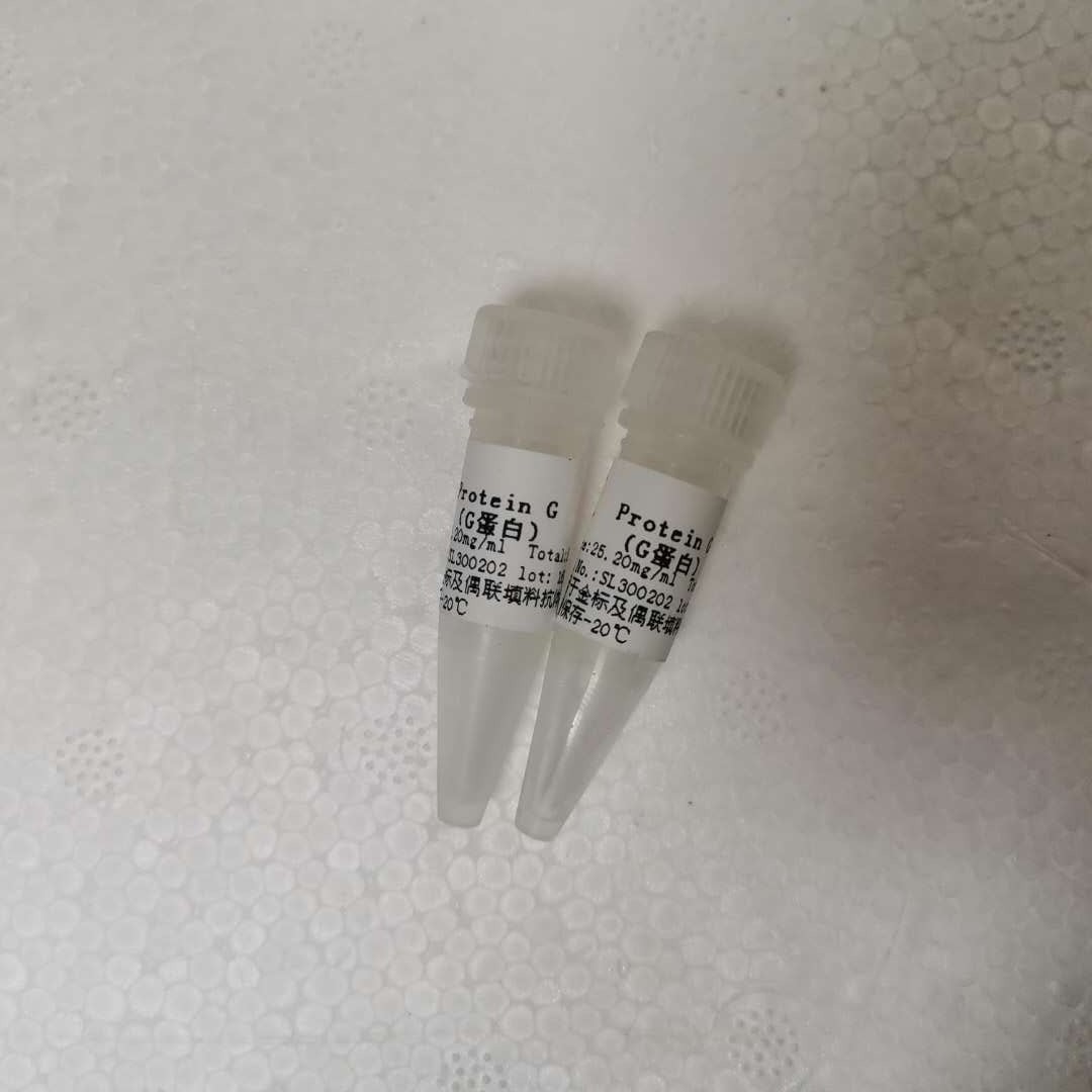 蛋白G/G蛋白/Protein G 蛋白