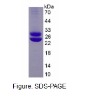 催乳素(PRL)活性蛋白