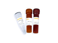 2x多重荧光定量PCR预混液 Hieff Unicon® TaqMan multiplex qPCR master mix