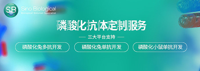 磷酸化抗体定制服务