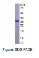重肽铁蛋白(FTH)重组蛋白