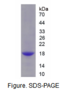 补体因子B(CFB)重组蛋白