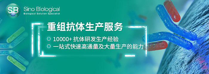 重组抗体生产服务