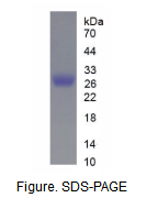 CHR-NA10重组蛋白