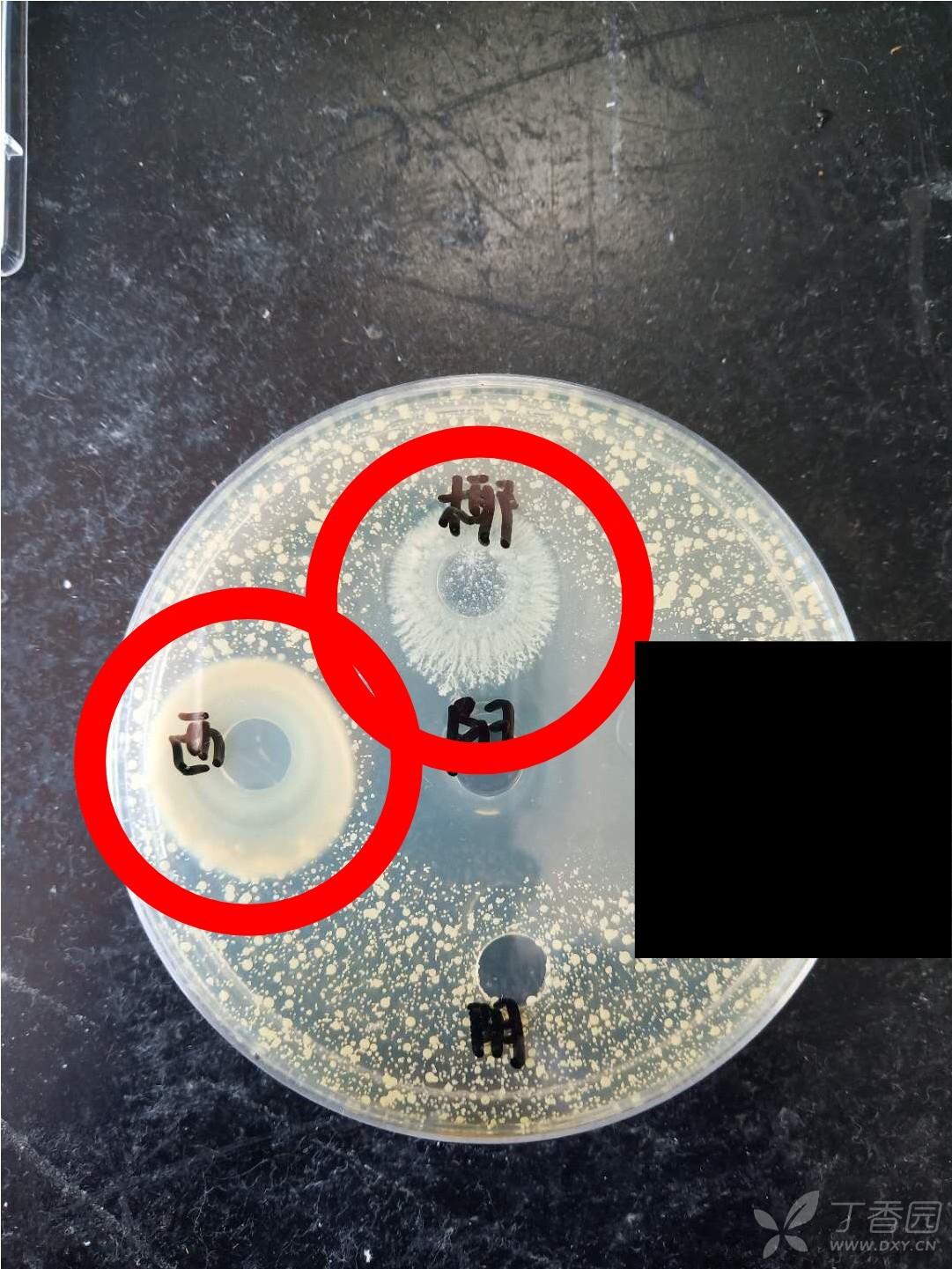 求助 西吡氯铵和椰油酰甘氨酸钠对金葡菌的抑菌圈出现这样是什么情况?