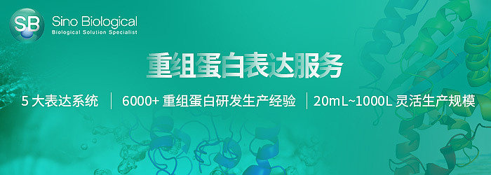 重组蛋白表达服务