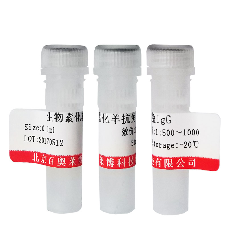HRP标记兔抗亲和素抗体北京供应商