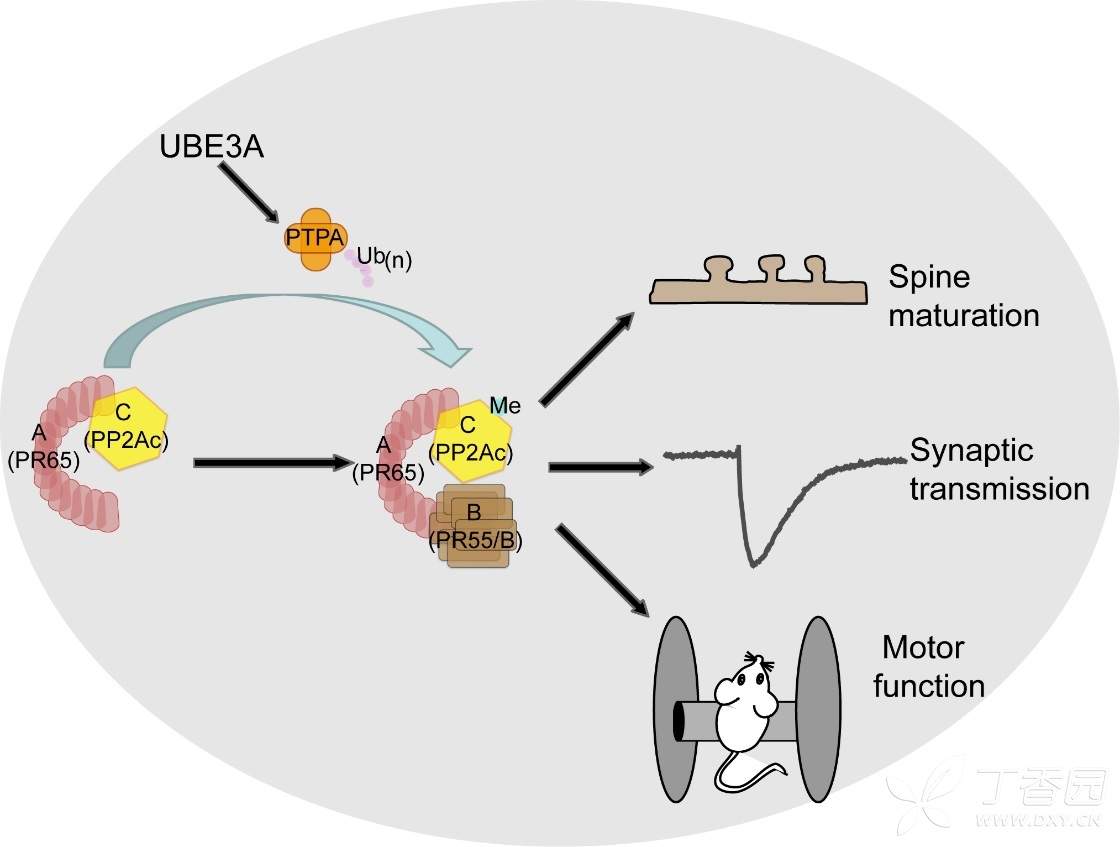 ube3a介導ptpa的泛素化降解調控pp2a活性和樹突棘形態