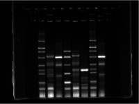P1050 荧光蛋白上样缓冲液 蛋白电泳