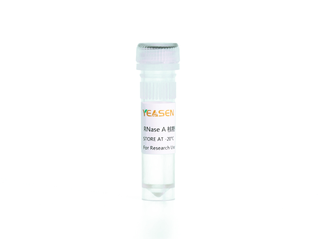 RNase A 核糖核酸酶A (100 mg/ml) 