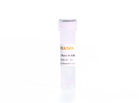 核糖核酸酶A RNase A(Ribonuclease A)(10mg/ml) 