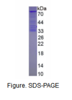 胎盘碱性磷酸酶样蛋白2(ALPPL2)重组蛋白