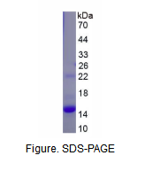 溶质载体有机阴离子转运蛋白家族成员4A1(SLCO4A1)重组蛋白