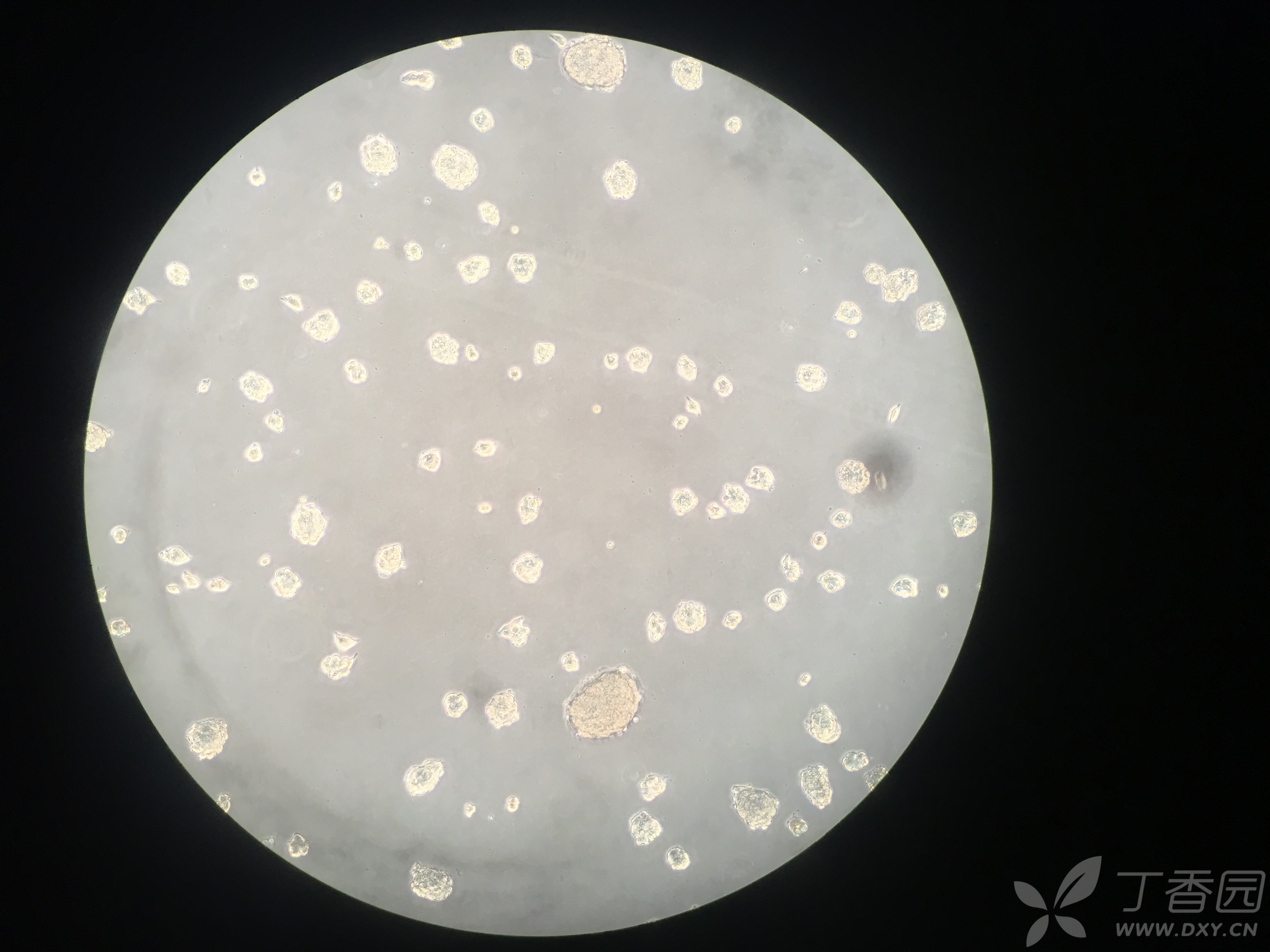 ar42j细胞培养相关问题探究