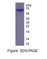 N-甲基-D-天氡氨酸离子能谷氨酸受体2A(GRIN2A)重组蛋白