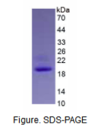 白介素1β(IL1b)活性蛋白