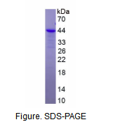 Ⅹ组磷脂酶A2(PLA2G10)重组蛋白