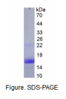 溶质载体有机阴离子转运蛋白家族成员1B2(SLCO1B2)重组蛋白