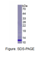 趋化因子 (C-X-C基序)配体7( CXCL7)重组蛋白