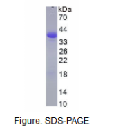 绿色荧光蛋白(GFP)重组蛋白