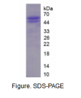 酸性核磷蛋白32A(ANP32A)重组蛋白