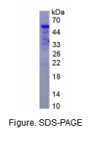 内皮细胞TEK酪氨酸激酶(Tie2)重组蛋白