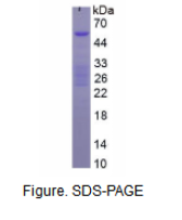 鸟氨酸脱羧酶(ODC)重组蛋白