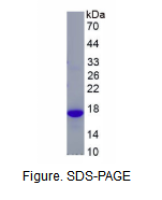 白介素4(IL4)重组蛋白