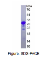Salusin肽α(SALa)重组蛋白