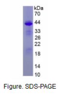 转化生长因子β1(TGFb1)重组蛋白