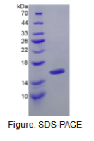 转化生长因子β1(TGFb1)活性蛋白