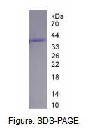 补体因子H相关蛋白3(CFHR3)重组蛋白
