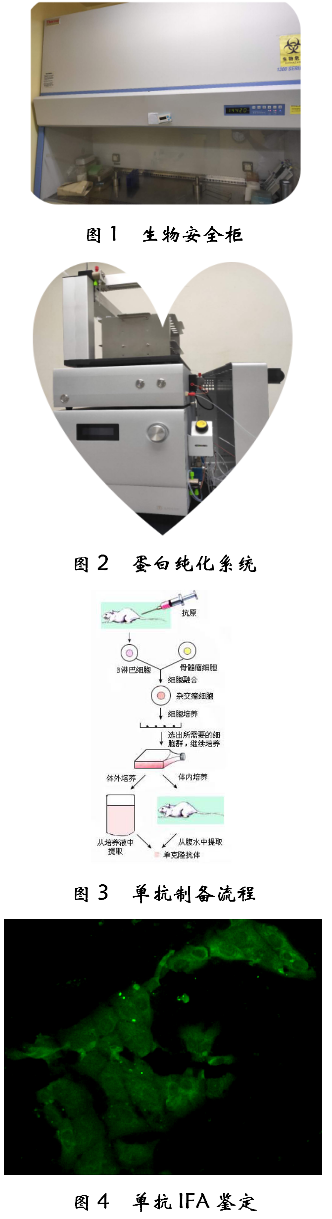 猪细小单抗，纯化IgG  VP2