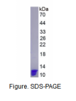 胞浆多聚A结合蛋白1(PABPC1)重组蛋白