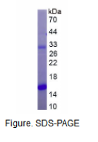 溶质载体有机阴离子转运蛋白家族成员4A1(SLCO4A1)重组蛋白