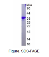 Ⅰ型胶原α1(COL1a1)重组蛋白