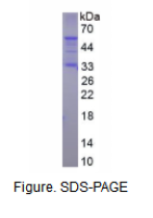整合素αM(CD11b)重组蛋白